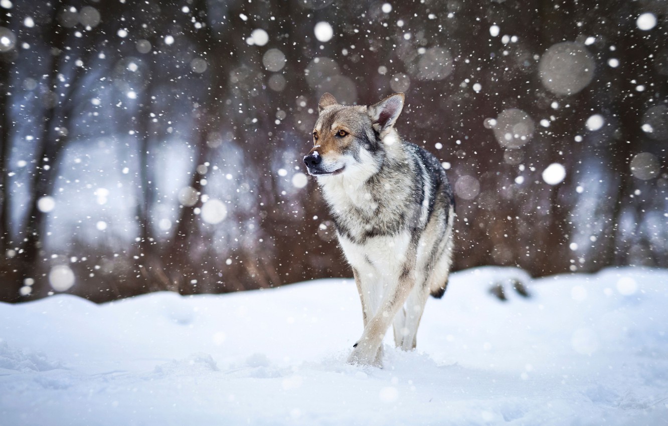 Wallpaper Snow Dog Wolfdog Image For Desktop Section