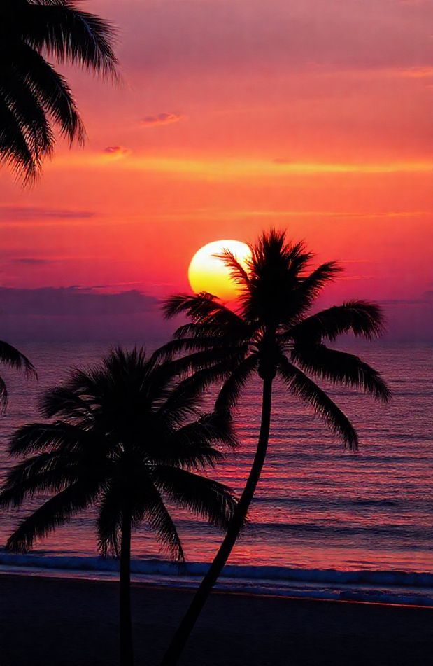 Palm Tree Sunset Wallpaper