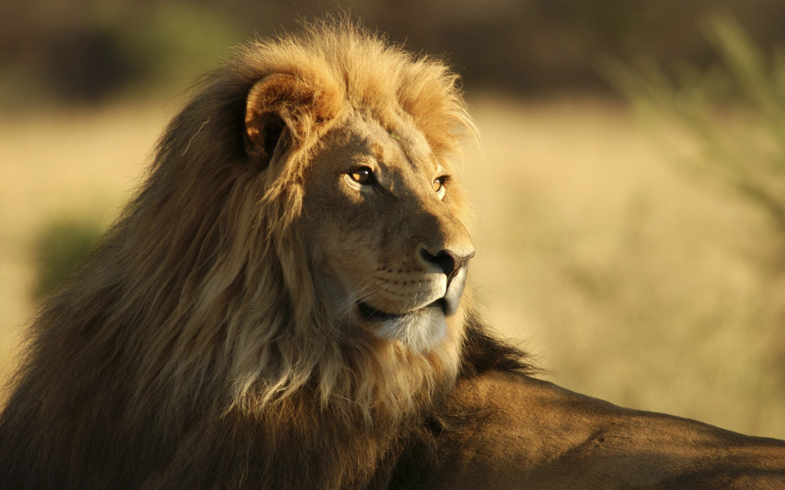 African Lion Animals HD Wallpaper New