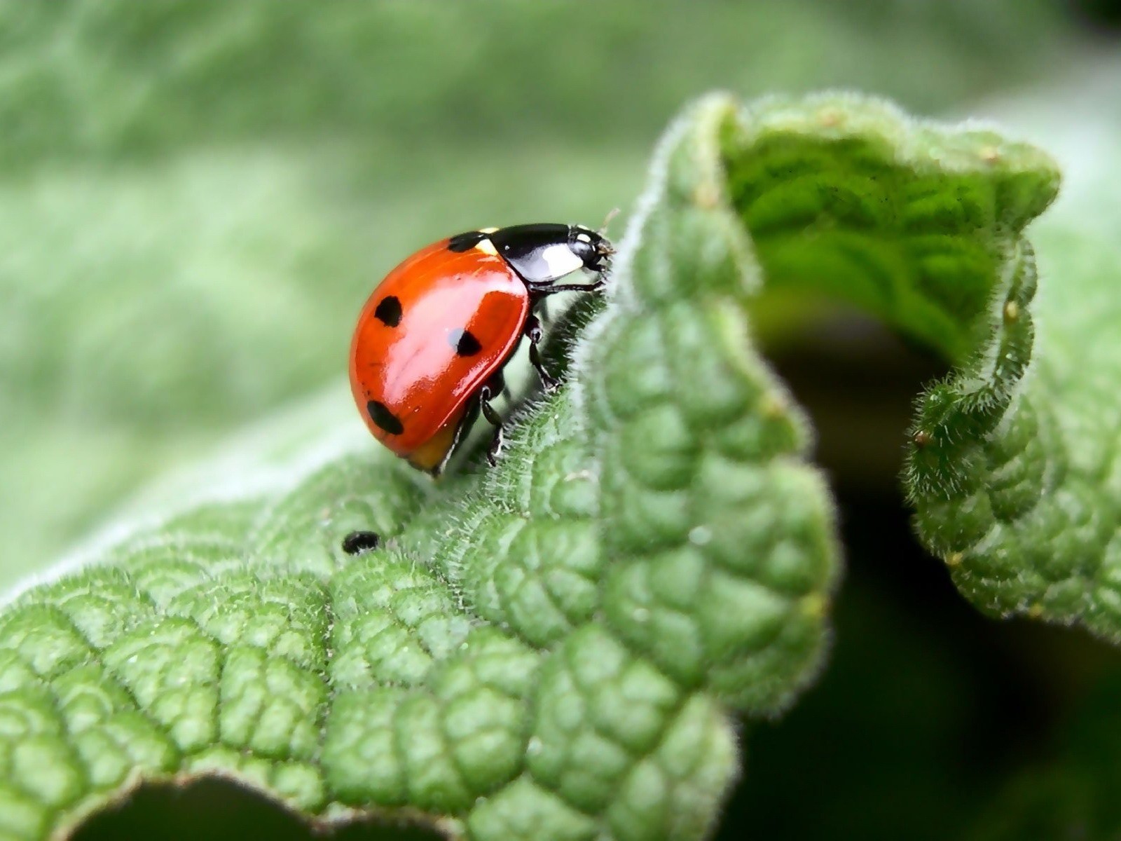 Of Red Bug More Animals Photography Image And Wallpaper