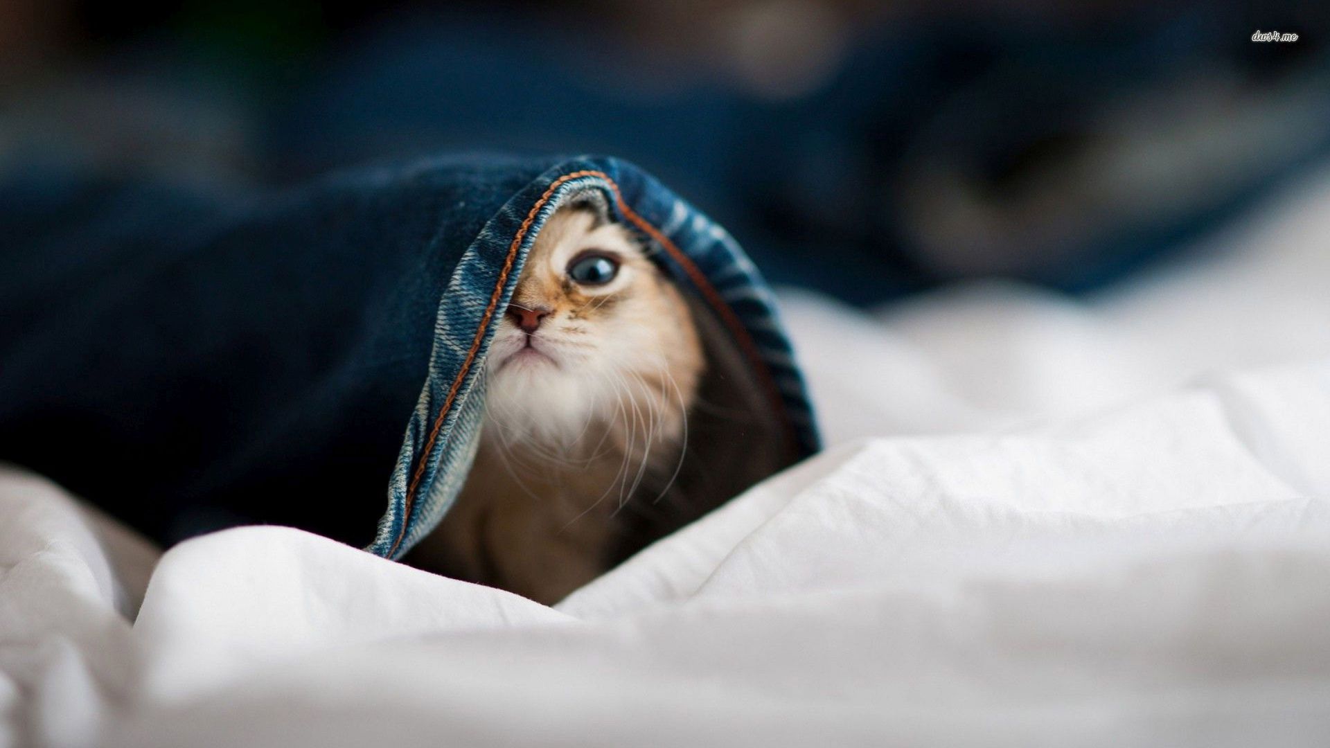 Cute Baby Cat Hiding Wallpaper Animal