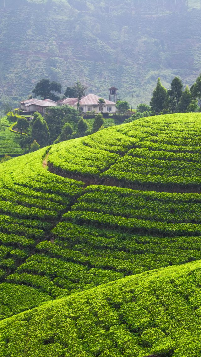 Wallpaper Tea Plantation 5k 4k Hills Trees Green