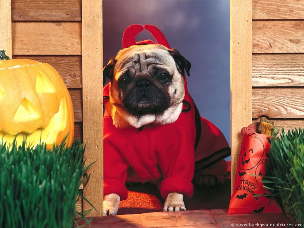 Funny Dog Costumes For Halloween Funny Pictures 1024x768