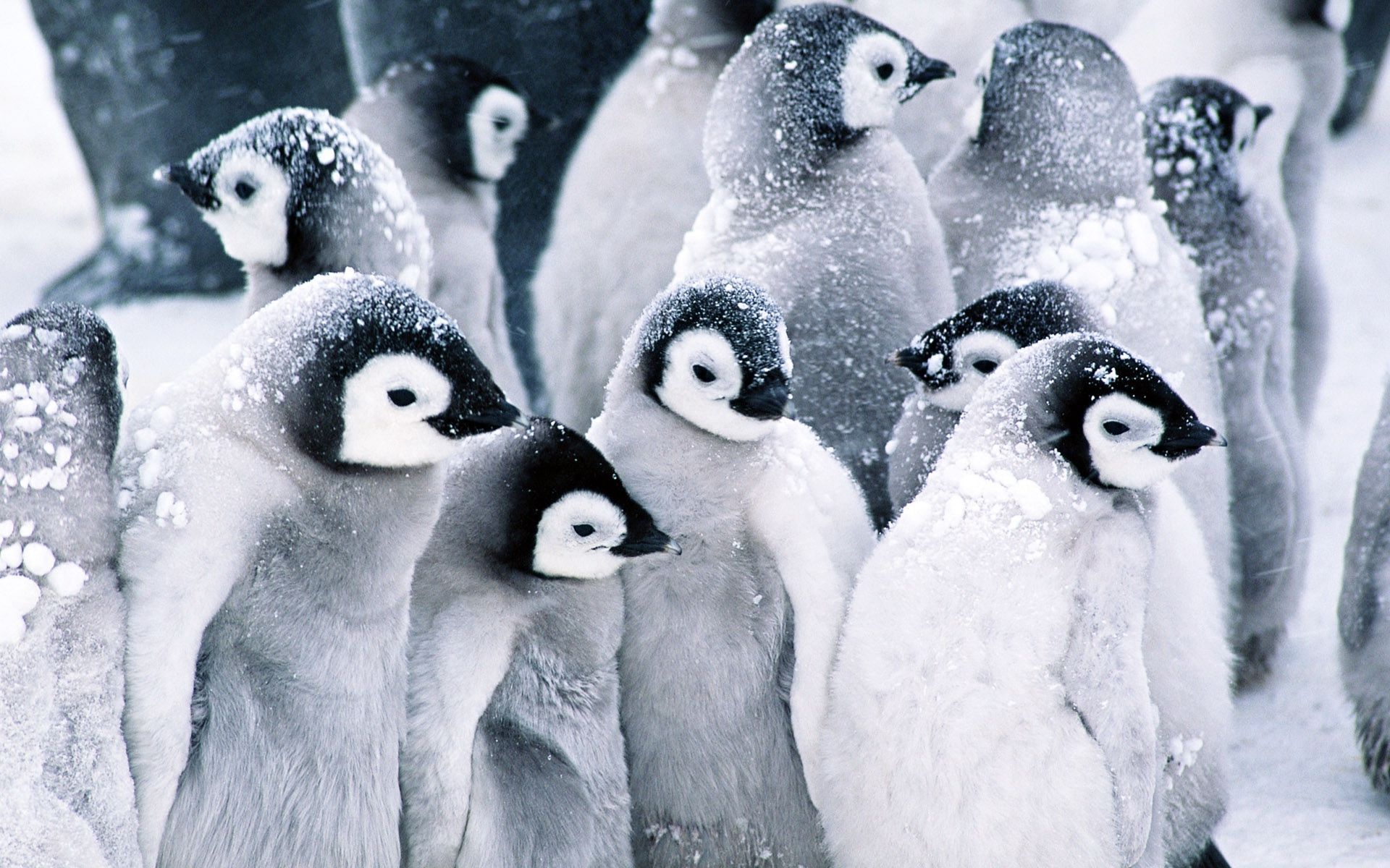 Colony of penguins in the snow wallpaper 15944