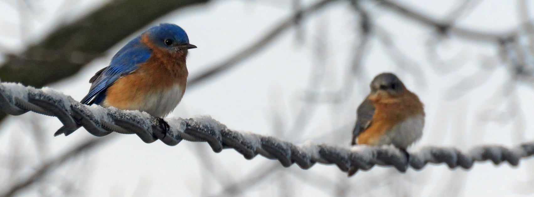 Two Blue Bird On Birch Bluebird HD Wallpaper