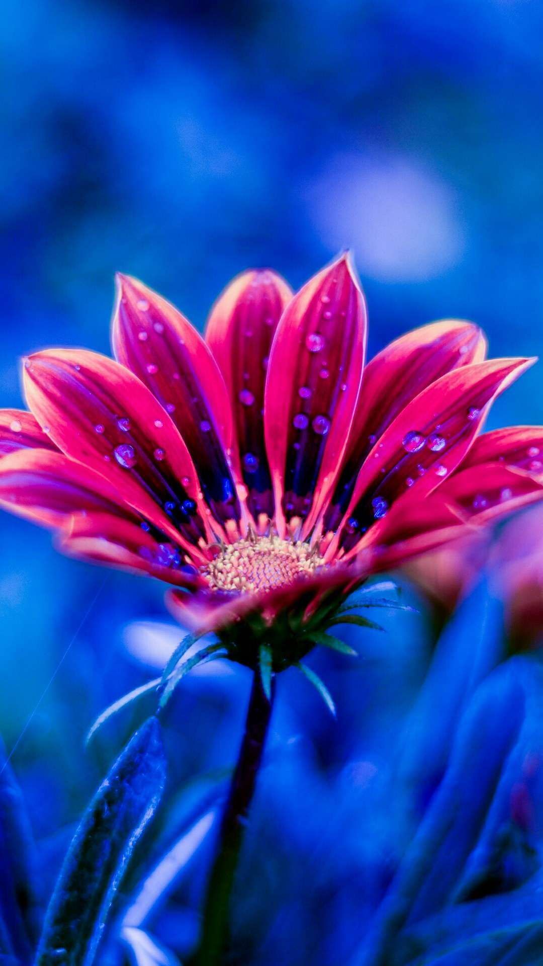 Flower Amoled Wallpaper