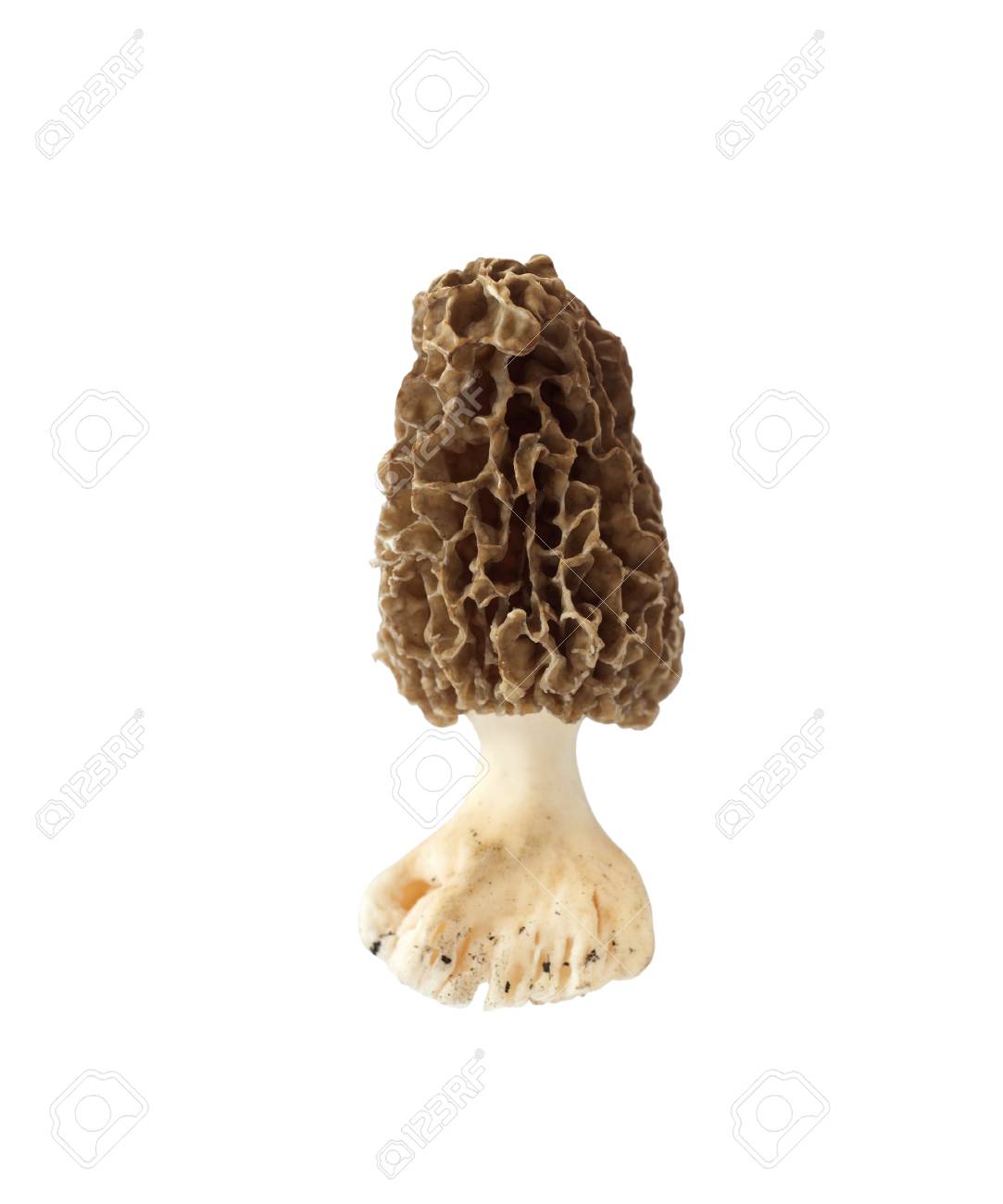 Morel Mushroom Isolated On White Background With Clipping Path