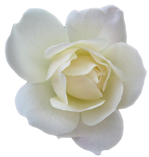 All Colors of Rose is here White Rose