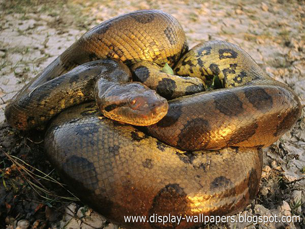 Anaconda Snake For Sharing These Great Wallpaper