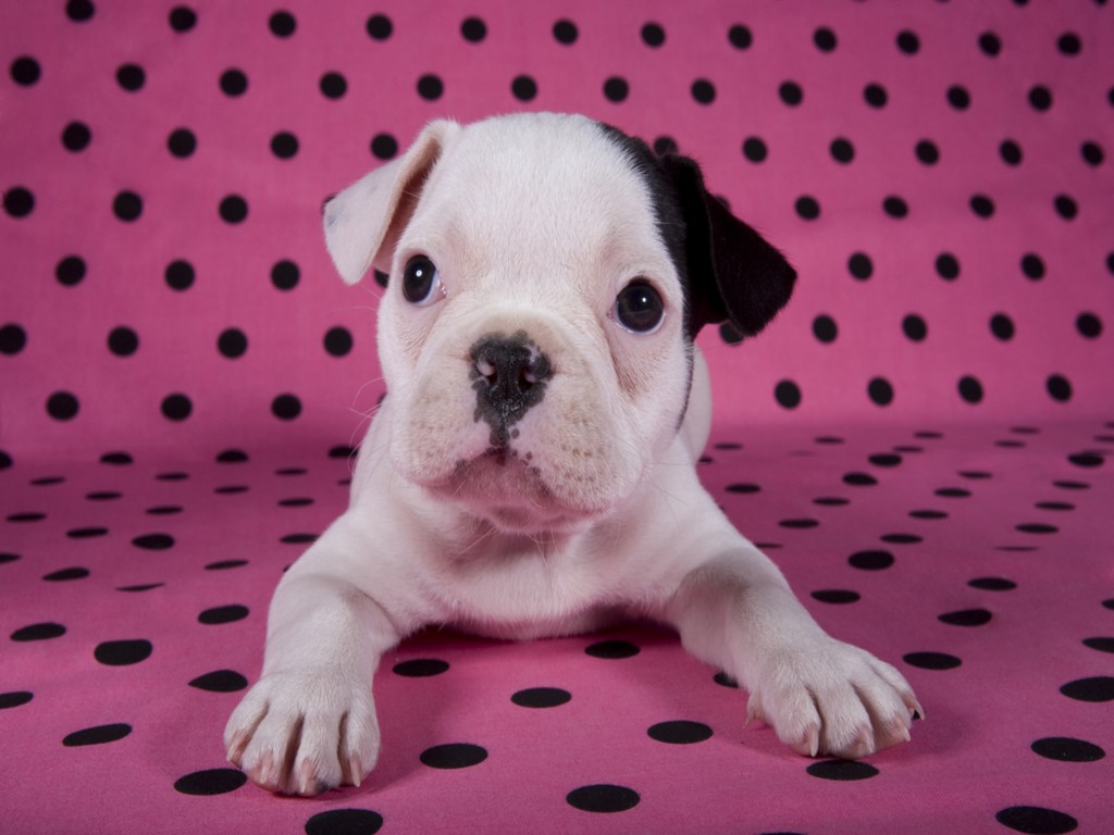 French Bulldog Puppies Wallpaper Pics Animals Library