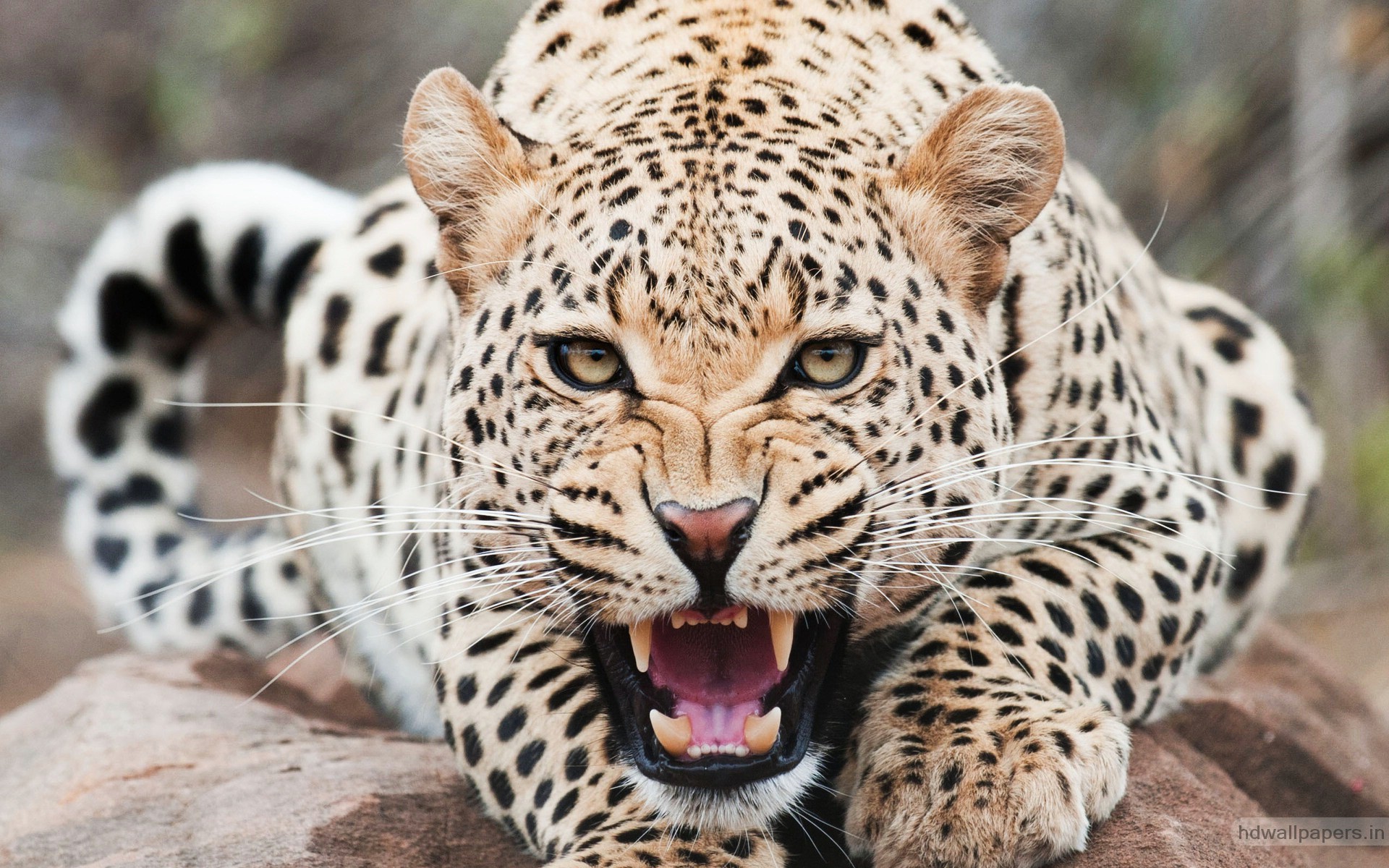 Amazing Cheetah HD Wallpaper For Desktop