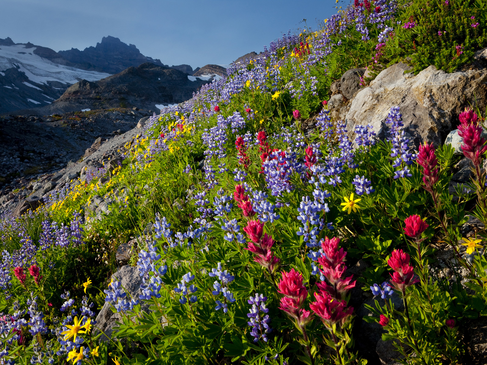 🔥 37 Mountain Wildflowers Wallpaper Wallpapersafari