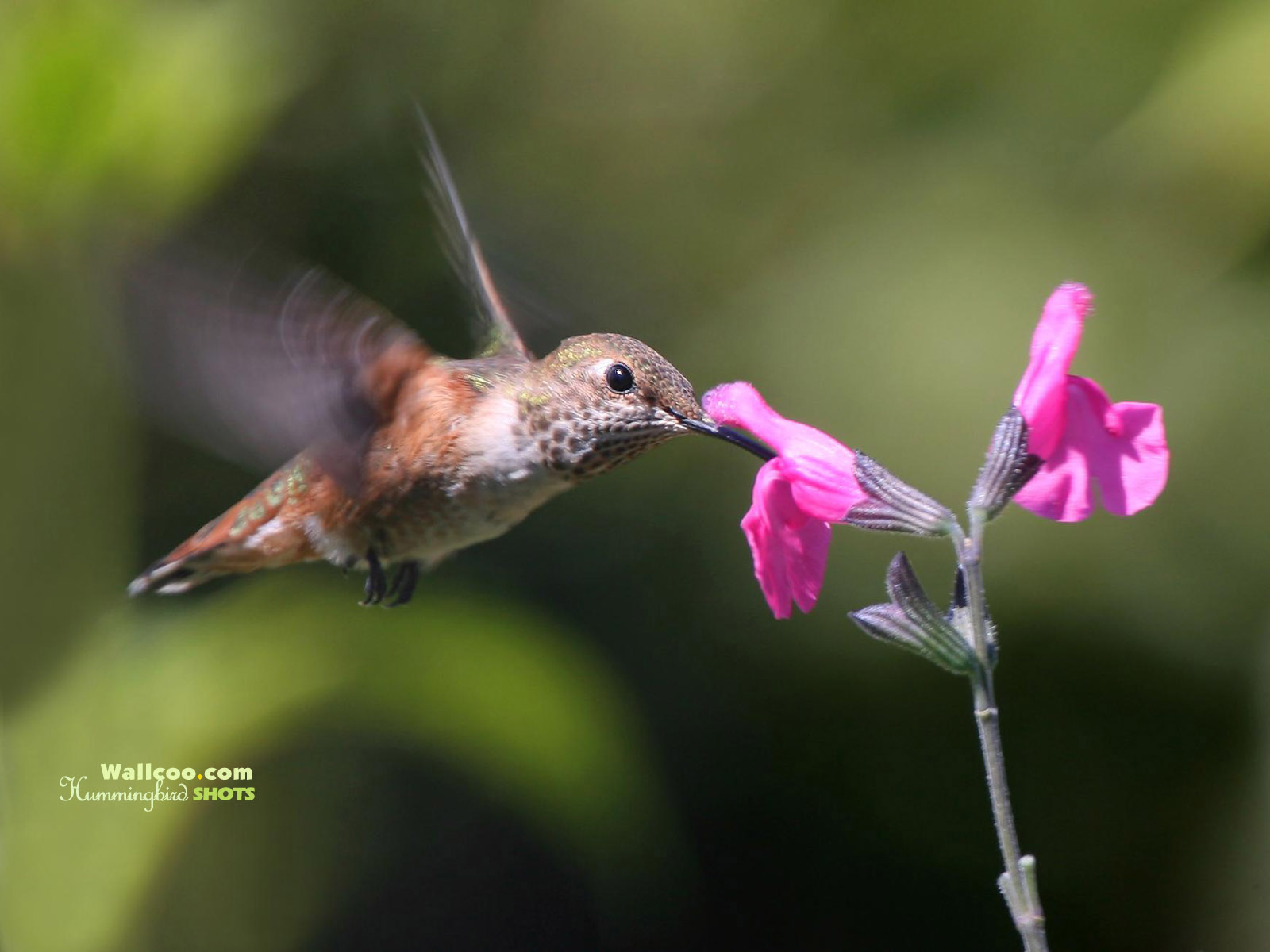 Hummingbird and flowers   HD hummingbirds Wallpapers 16001200 NO1