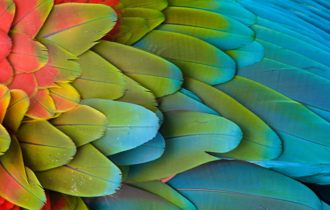 Wallpaper Feathers Wing Parrot Image For Desktop Section