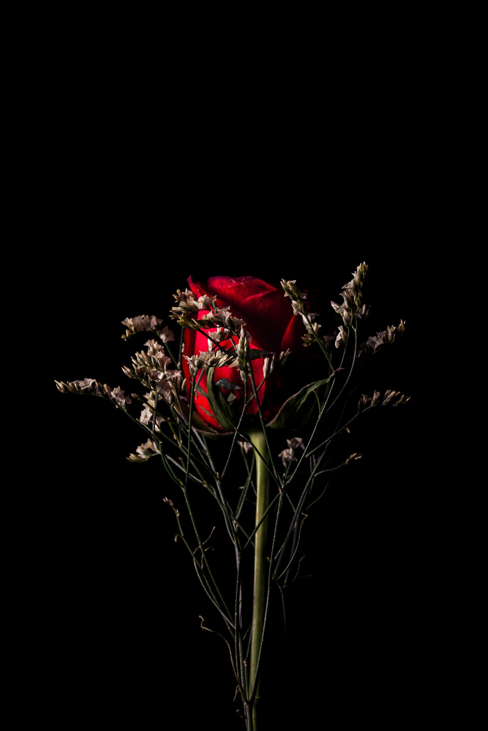 Red Rose Behind White Flowers In Black Background Photo