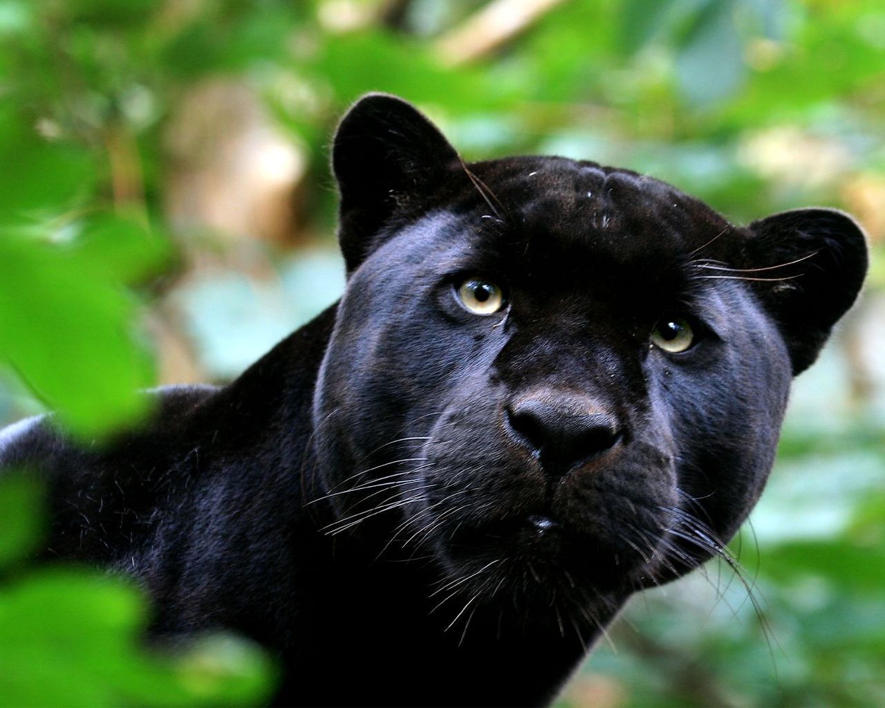 Free Download HQ Hunting Panthers Wallpaper Num 228 1280 x 1024