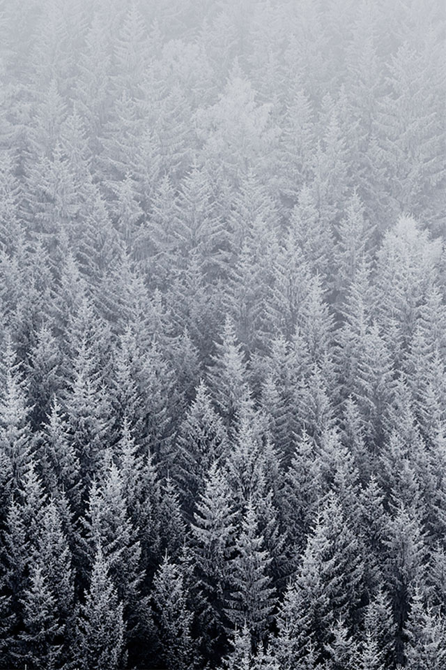 Winter Pine Trees iPhone Wallpaper HD
