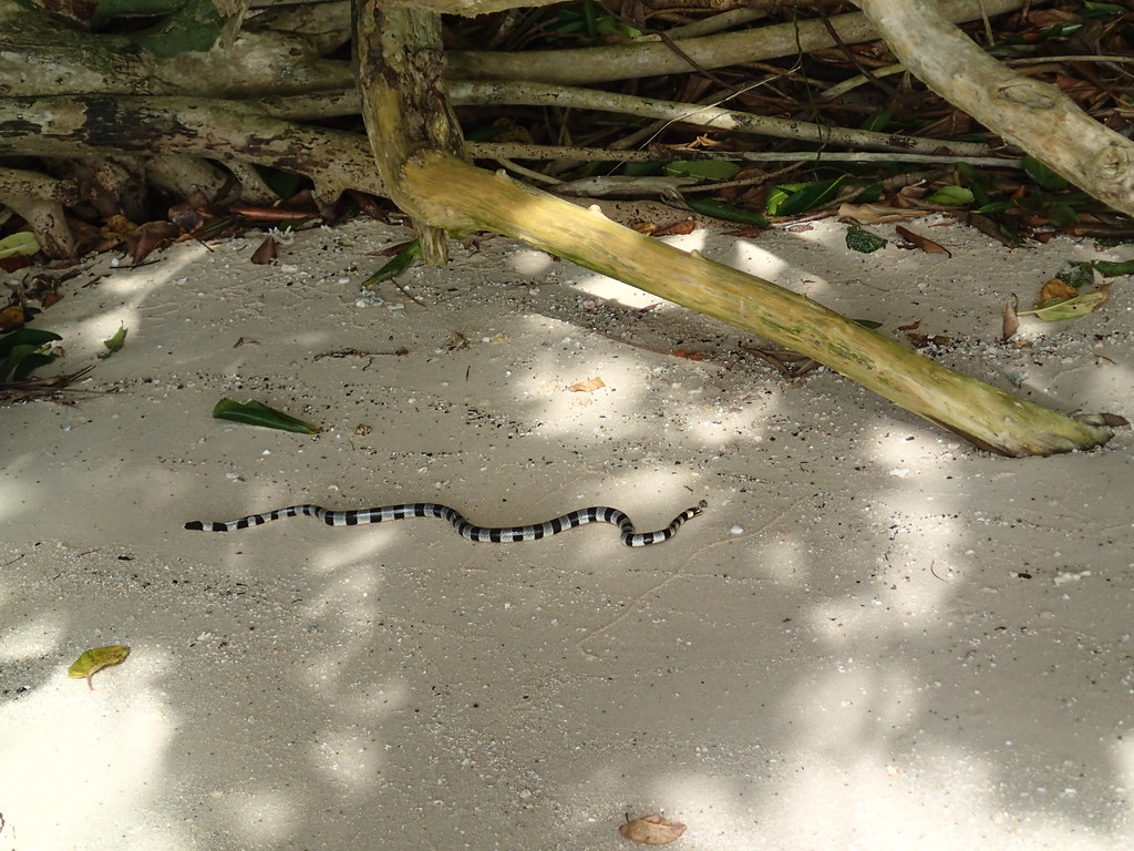 Leleuvia Island Mangrove Snake Living In The South Pacific