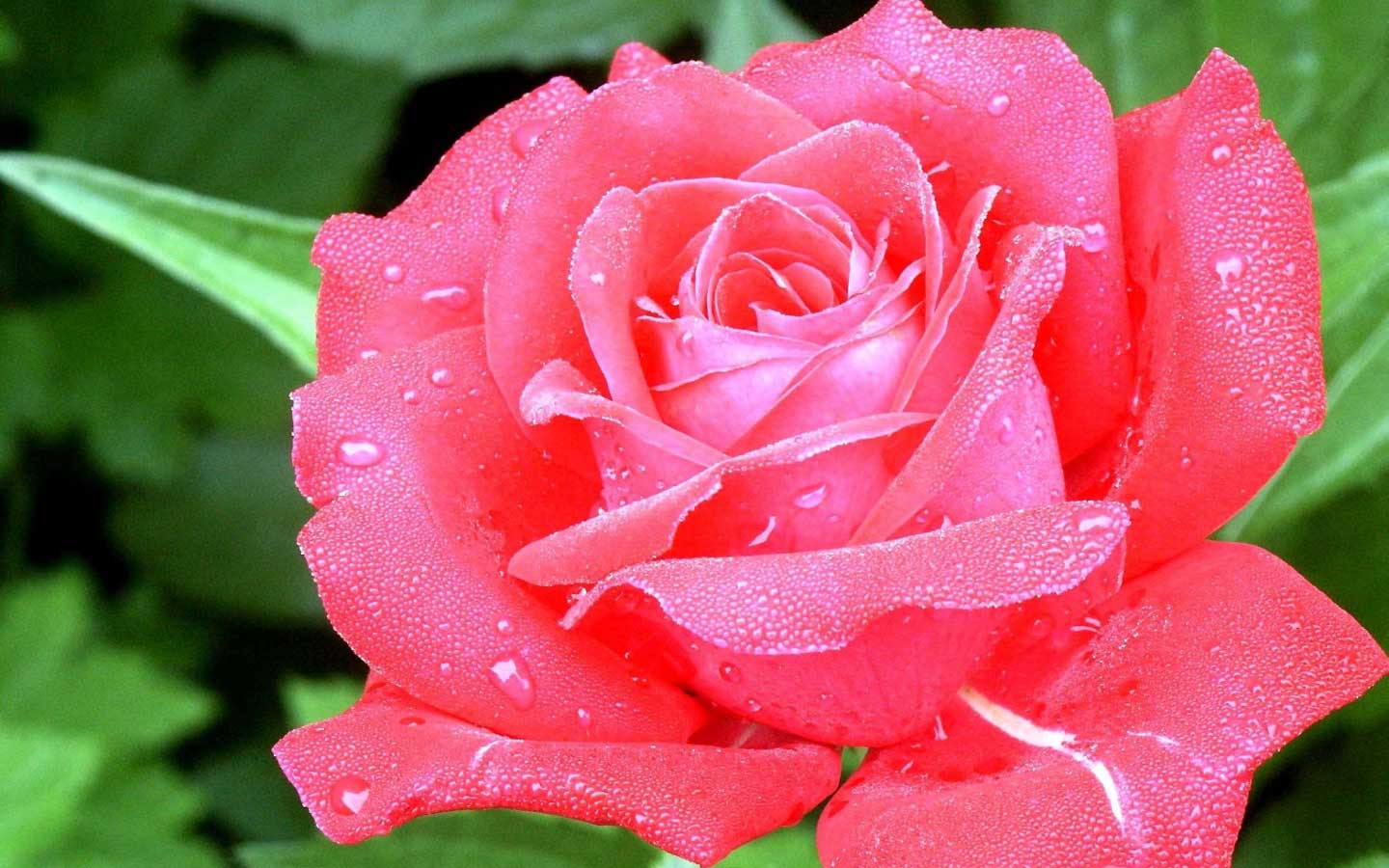 A close-up of a vibrant pink rose covered in glistening dew drops, set against a backdrop of lush green foliage