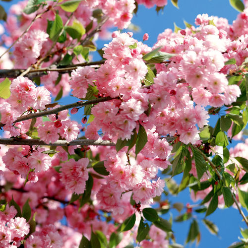 Tree Blossom Jpg