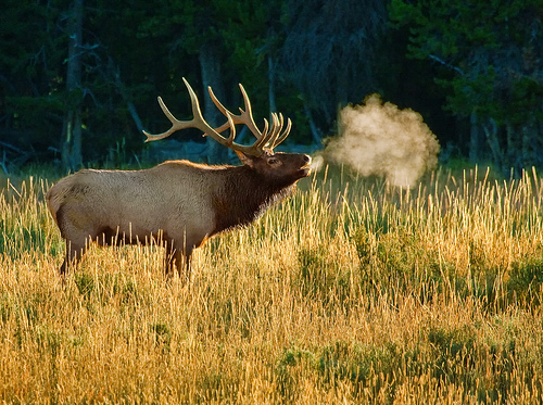 Bull Elk Bugling Photo Sharing
