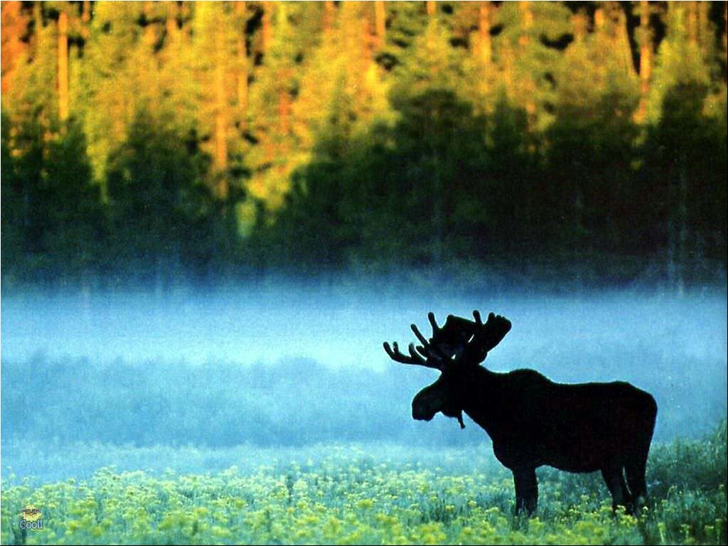 Moose Desktop Wallpaper
