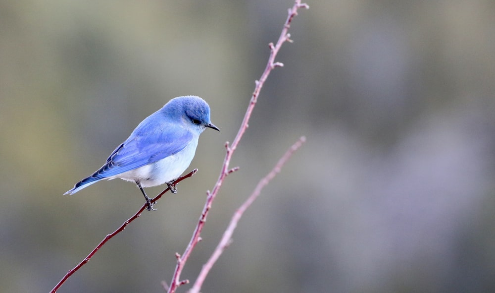 Blue And White Bird Photography Photo Image