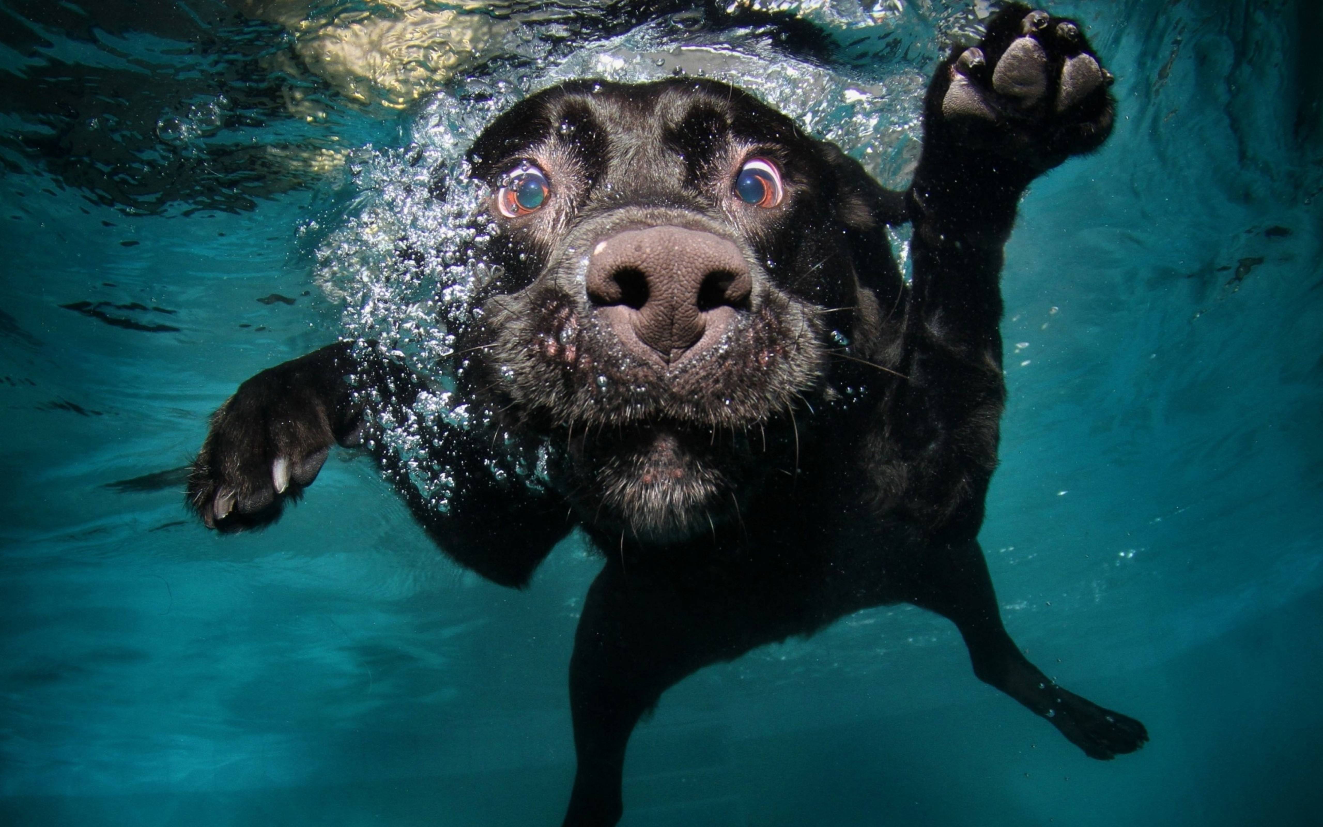 A black Labrador Retriever dog swimming underwater with a surprised expression