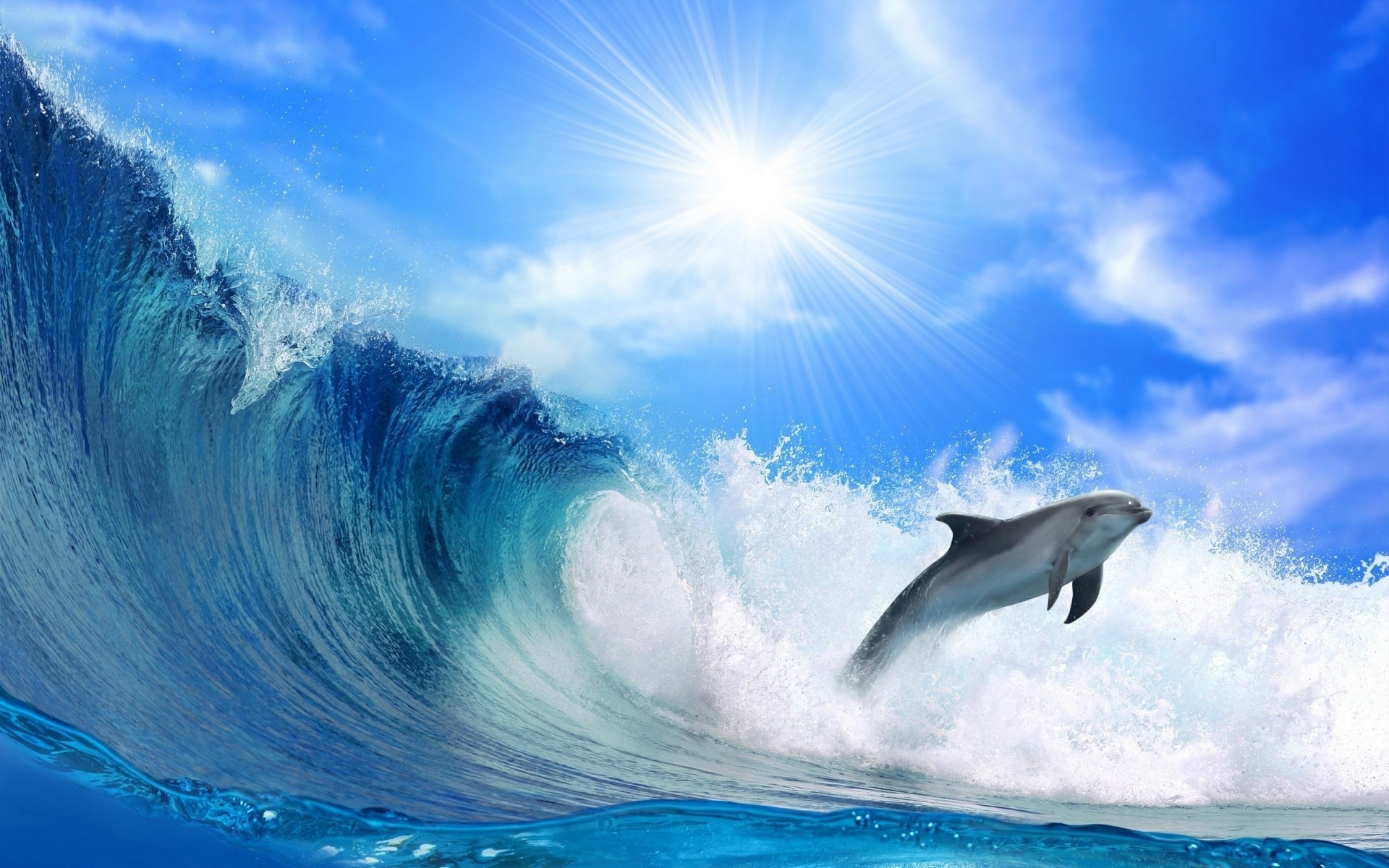 desktop dolphins 3d screensaver