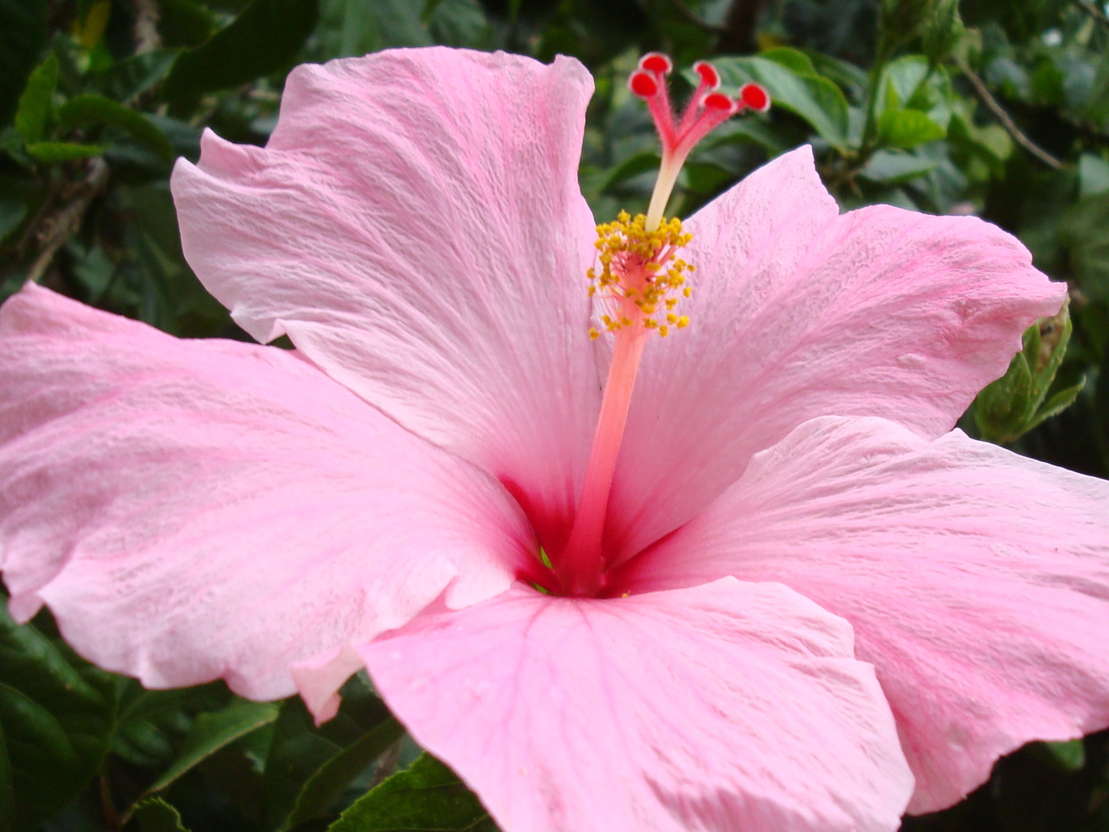Hibiscus Flower Wallpaper