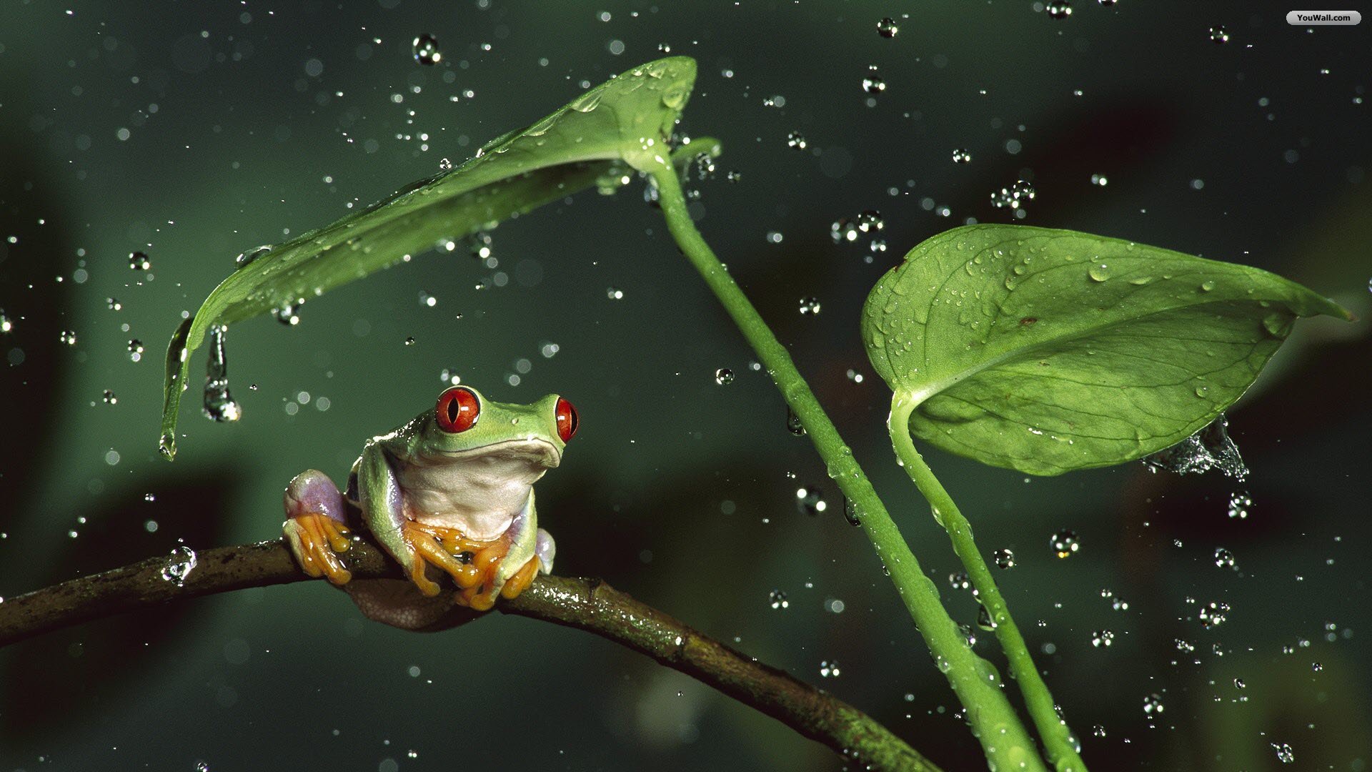 Under Rain Wallpaper HD Green Frog