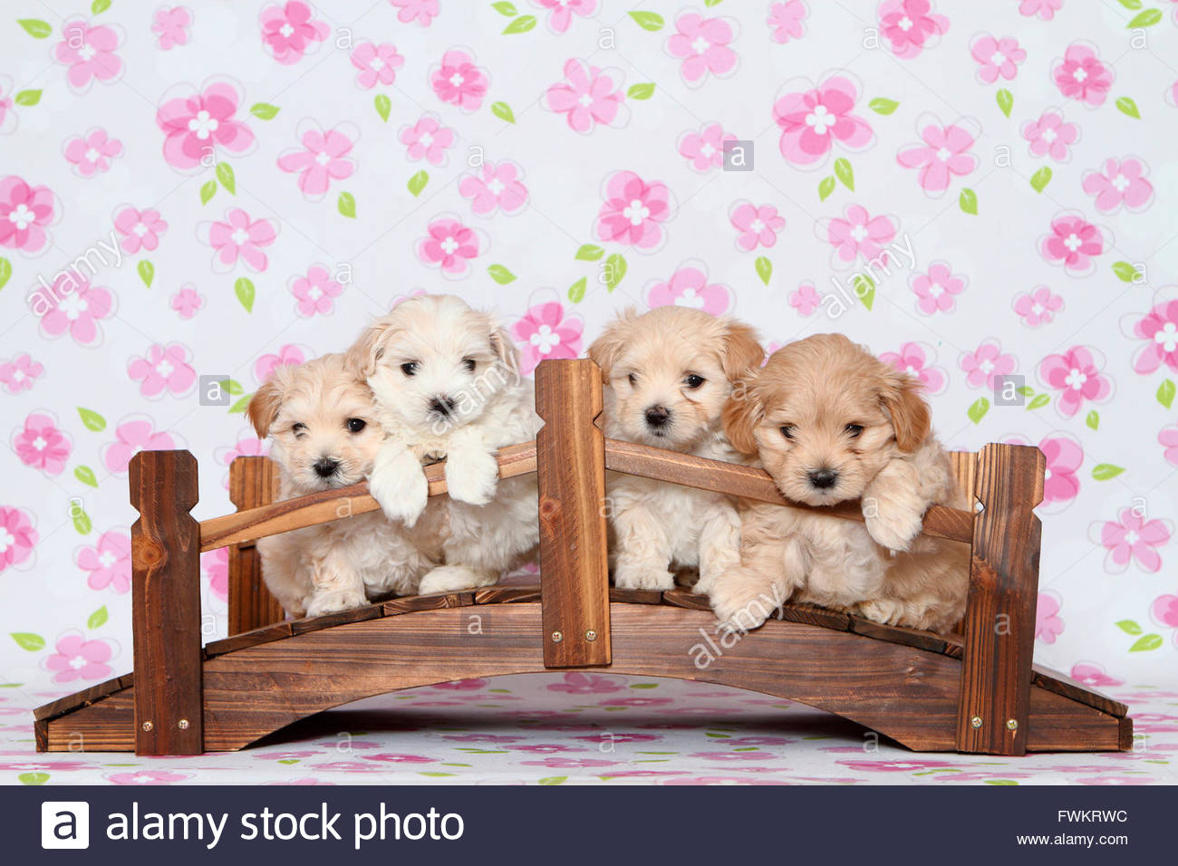 [14+] Maltipoo Backgrounds | WallpaperSafari
