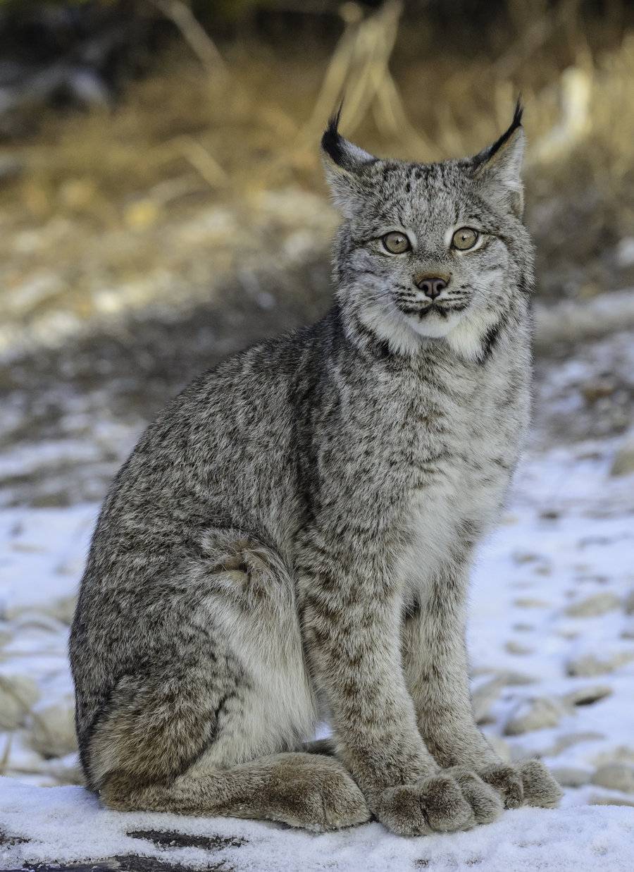 Wallpapers Collection Canadian Lynx Wallpapers