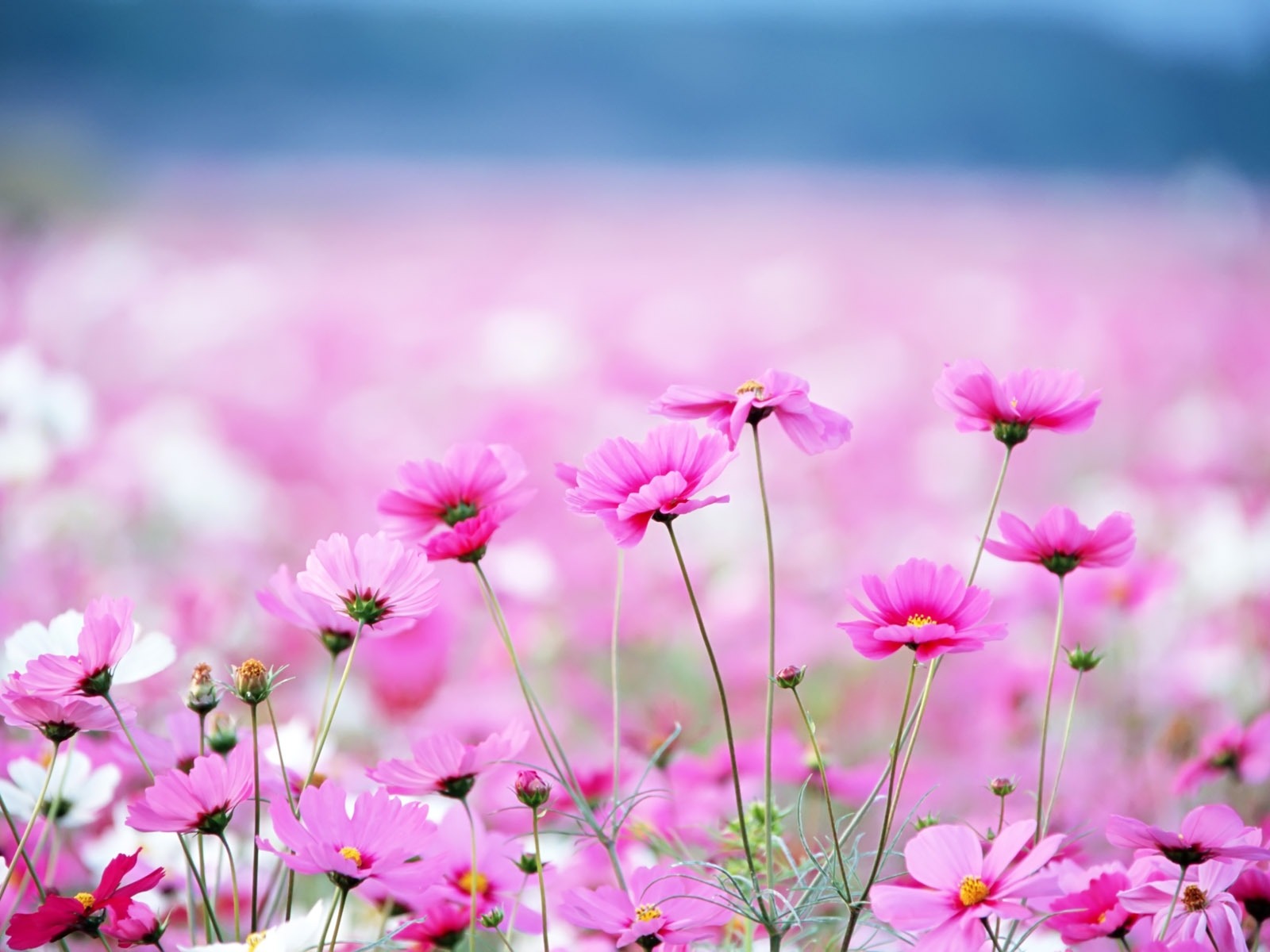 Amazing Flower Field Wallpaper
