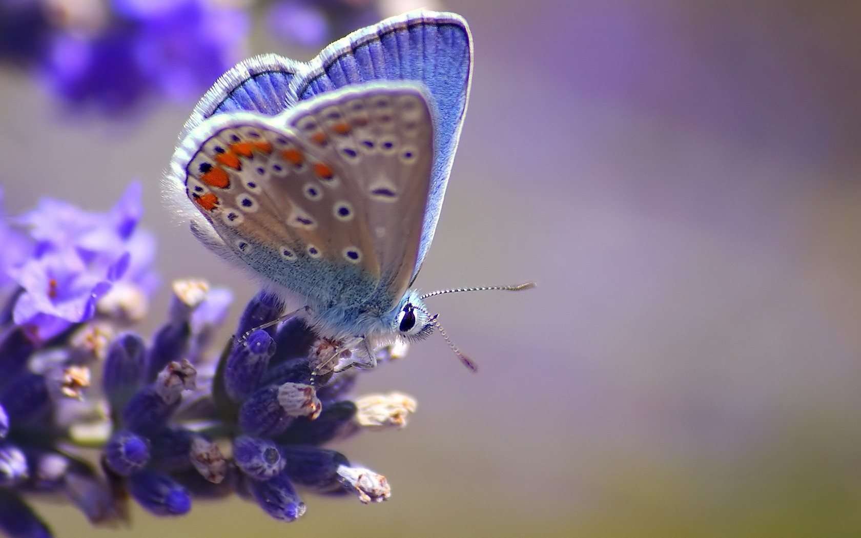 Blue Butterfly Wallpaper At GetHDpic