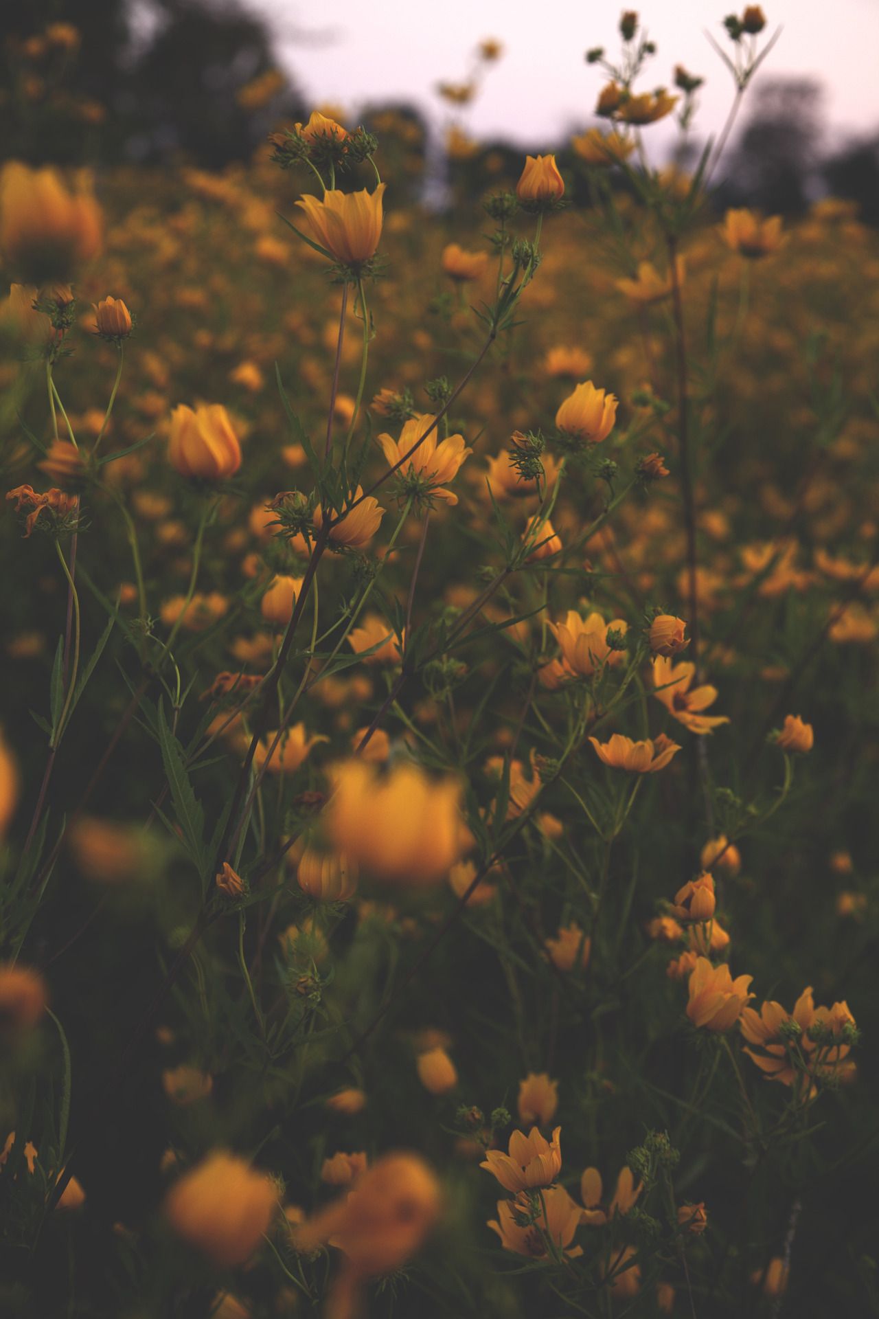 All Things Soulful Background Flower Aesthetic Flowers