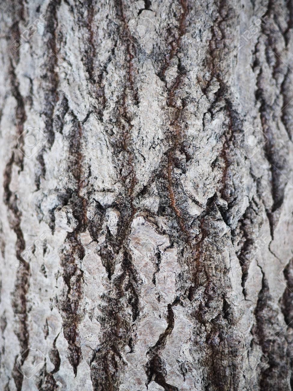 Aspen Bark Background Stock Photo Picture And Royalty Image