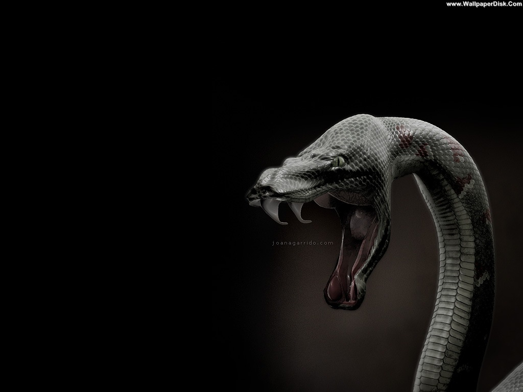 Cobra Snake Wallpaper HD In Animals Imageci