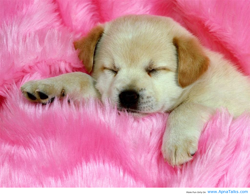 Cute Baby Dog Wallpaper HD