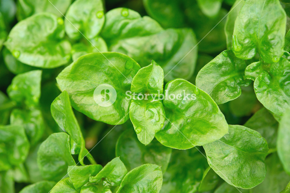 Fresh Green Brazilian Spinach Plant Background Royalty Stock