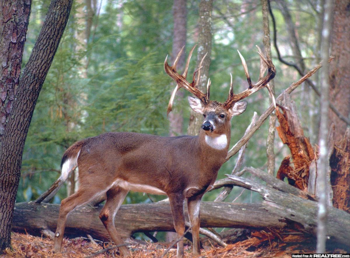 Conquering Buck Fever The Hard To Cure Hunting Disease
