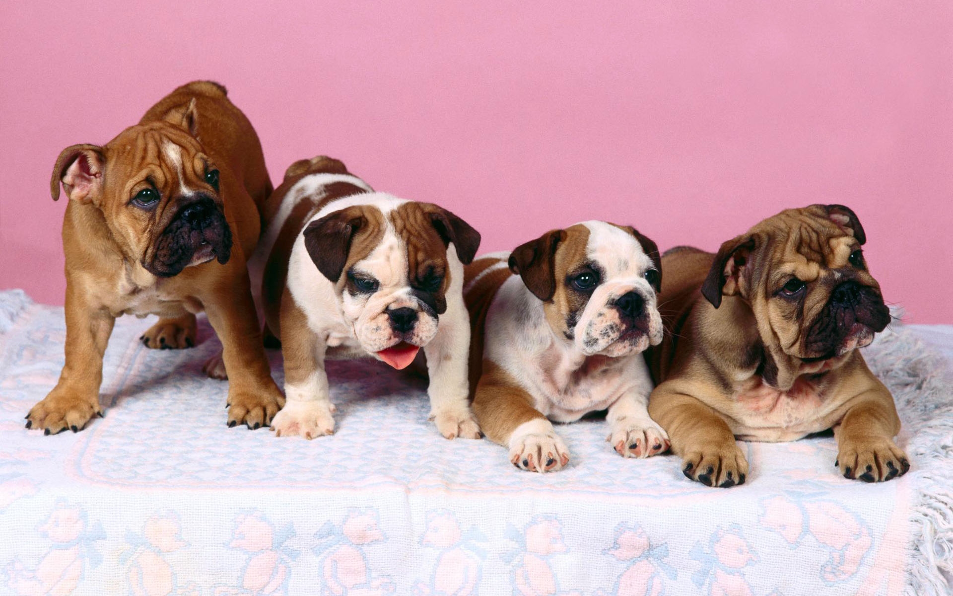 Wallpaper You Are Ing The Dogs Named British Bulldog It