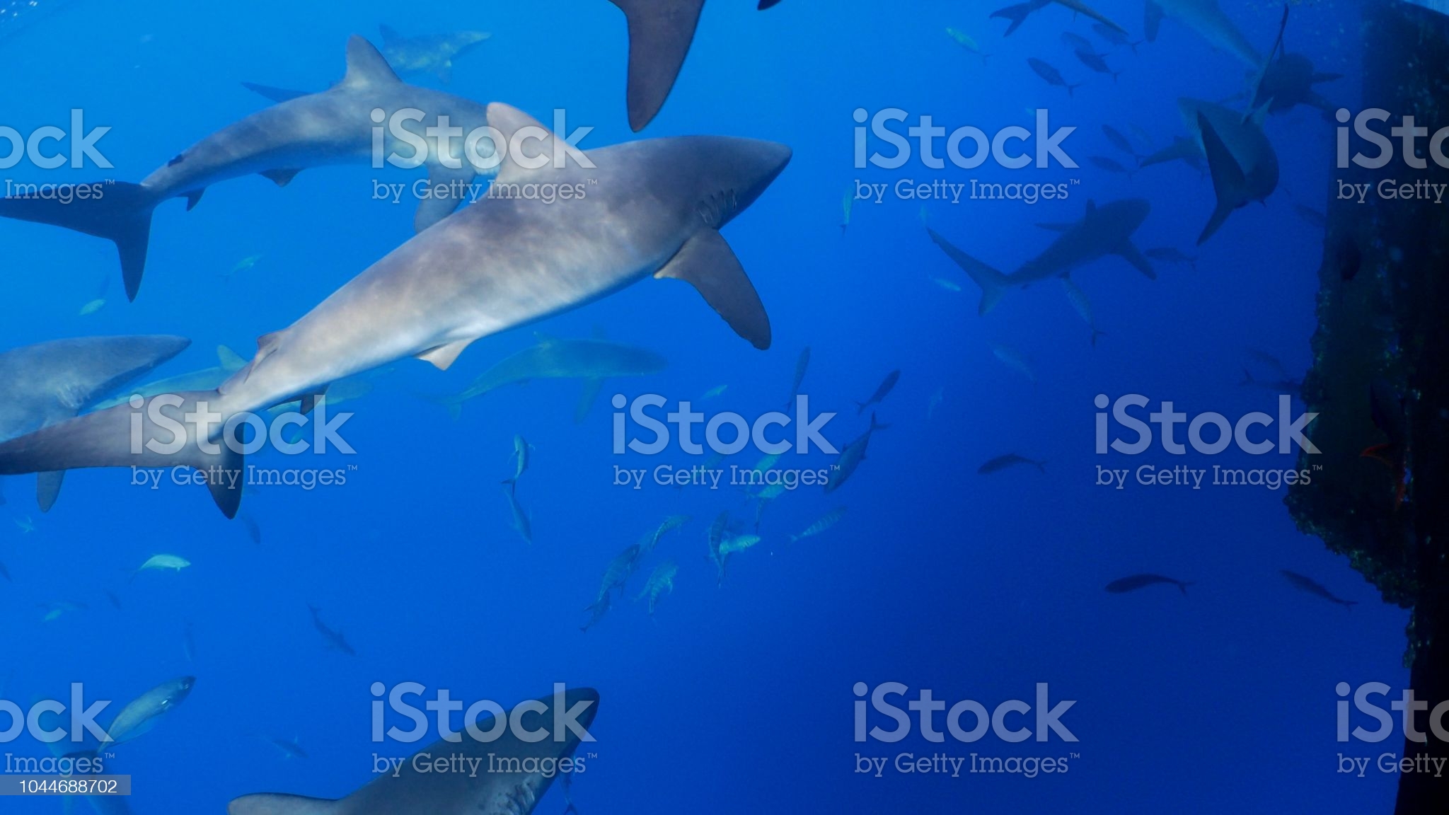 Lots Of Galapagos Shark Close To The Ship Undersea Stock Photos
