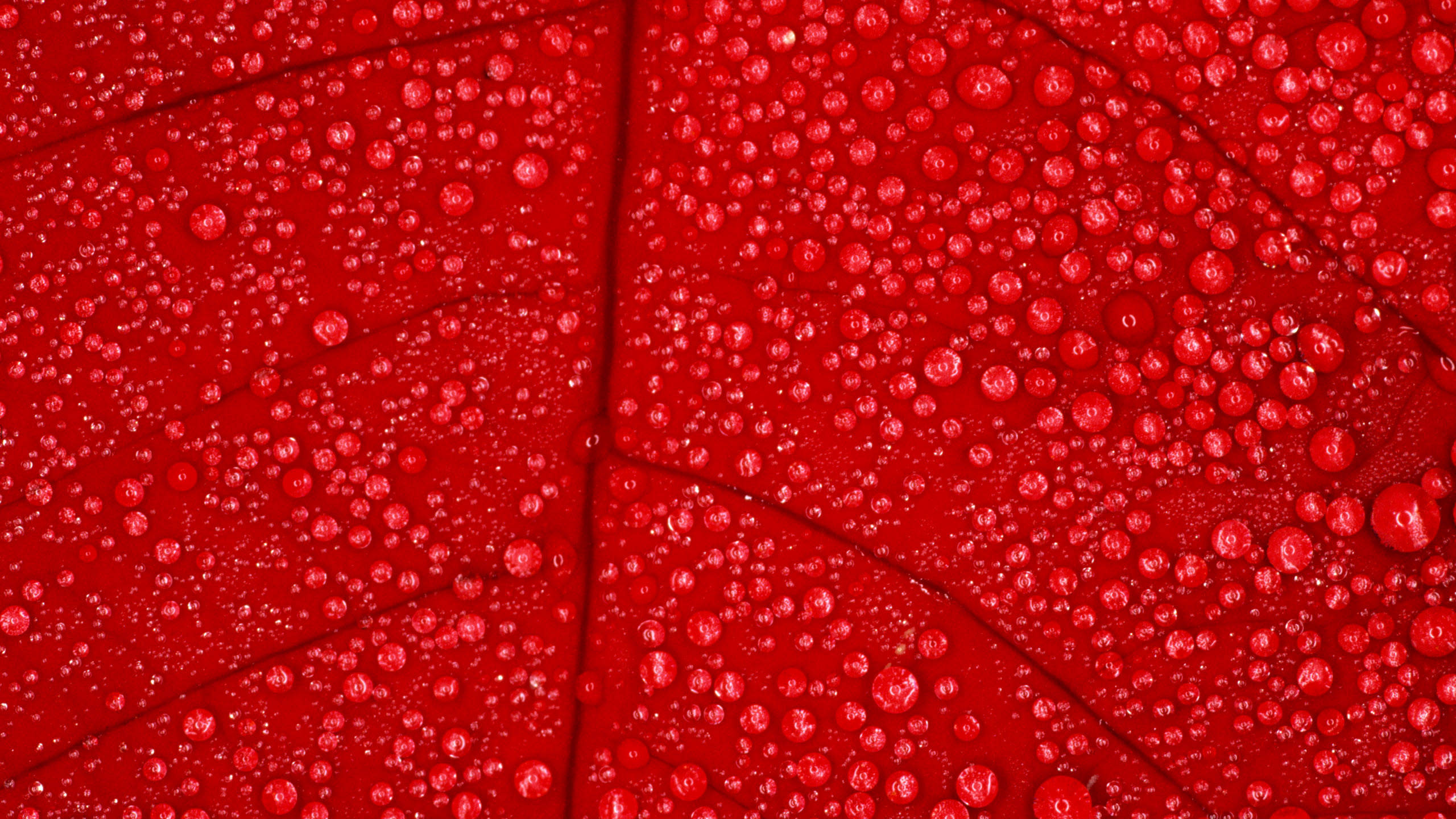 Red Texture Design HD Wallpaper