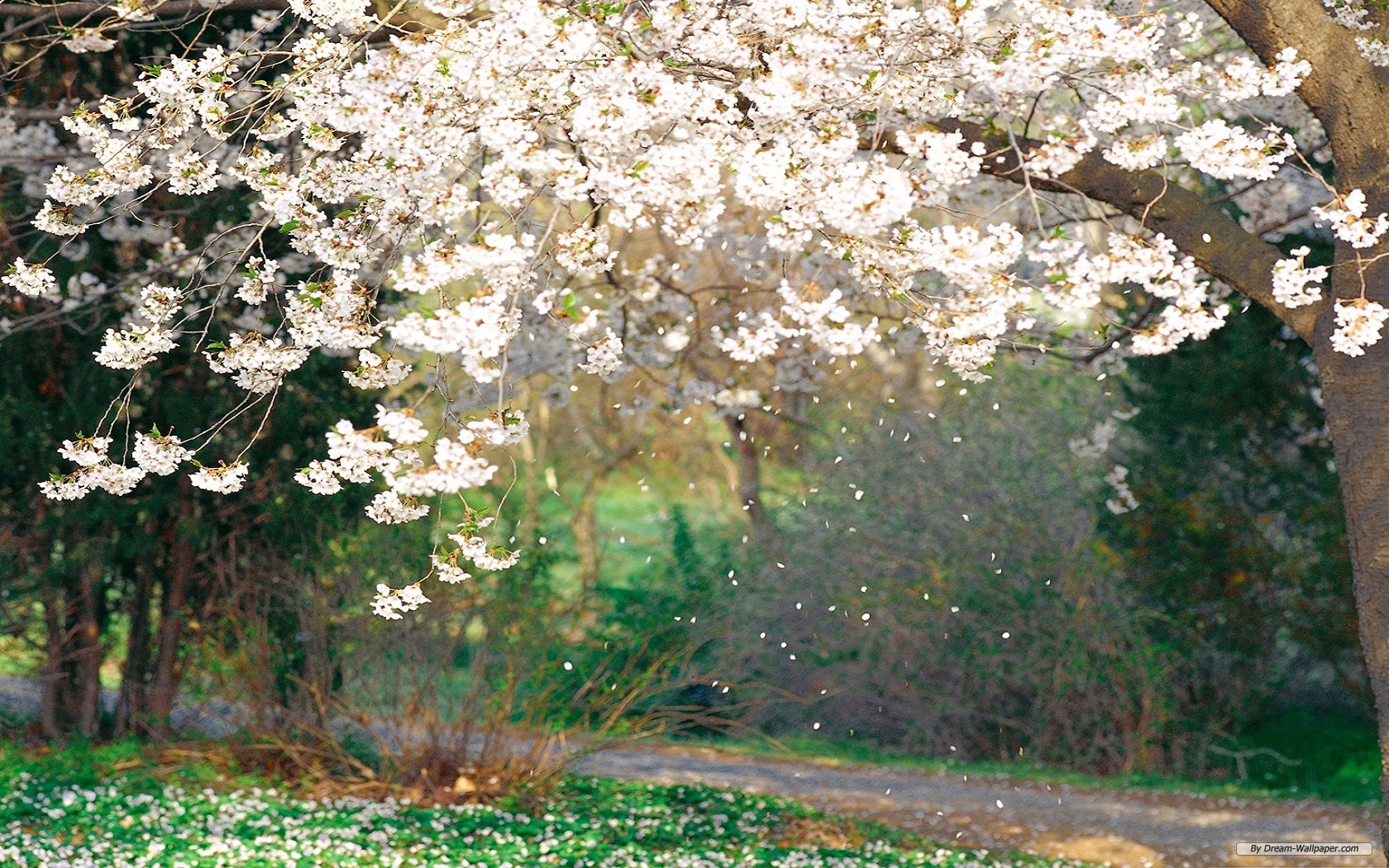 Free Wallpaper   Free Flower wallpaper   Spring Flower wallpaper