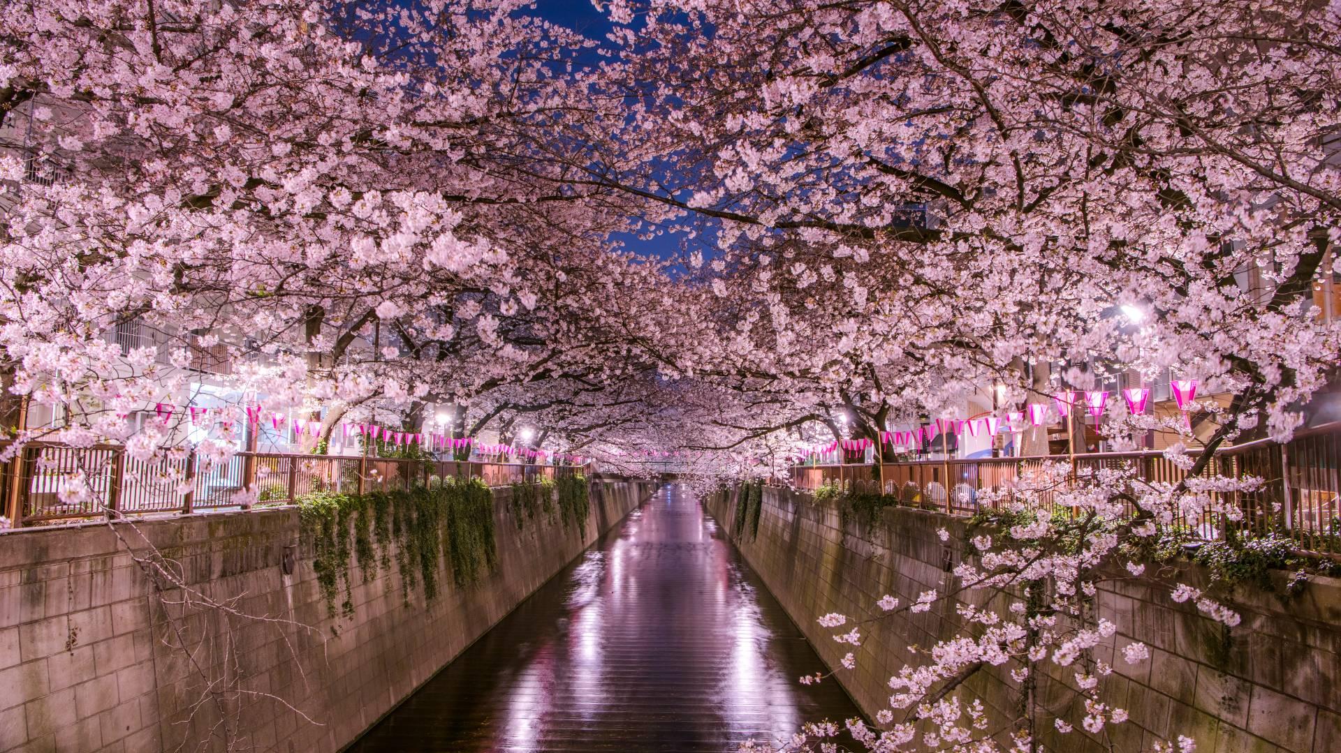 When And Where To See Cherry Blossoms In Tokyo Go
