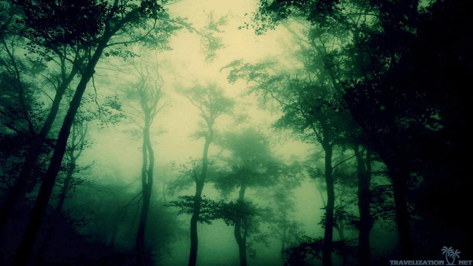 Dark Forest Wallpaper 1080p Natures