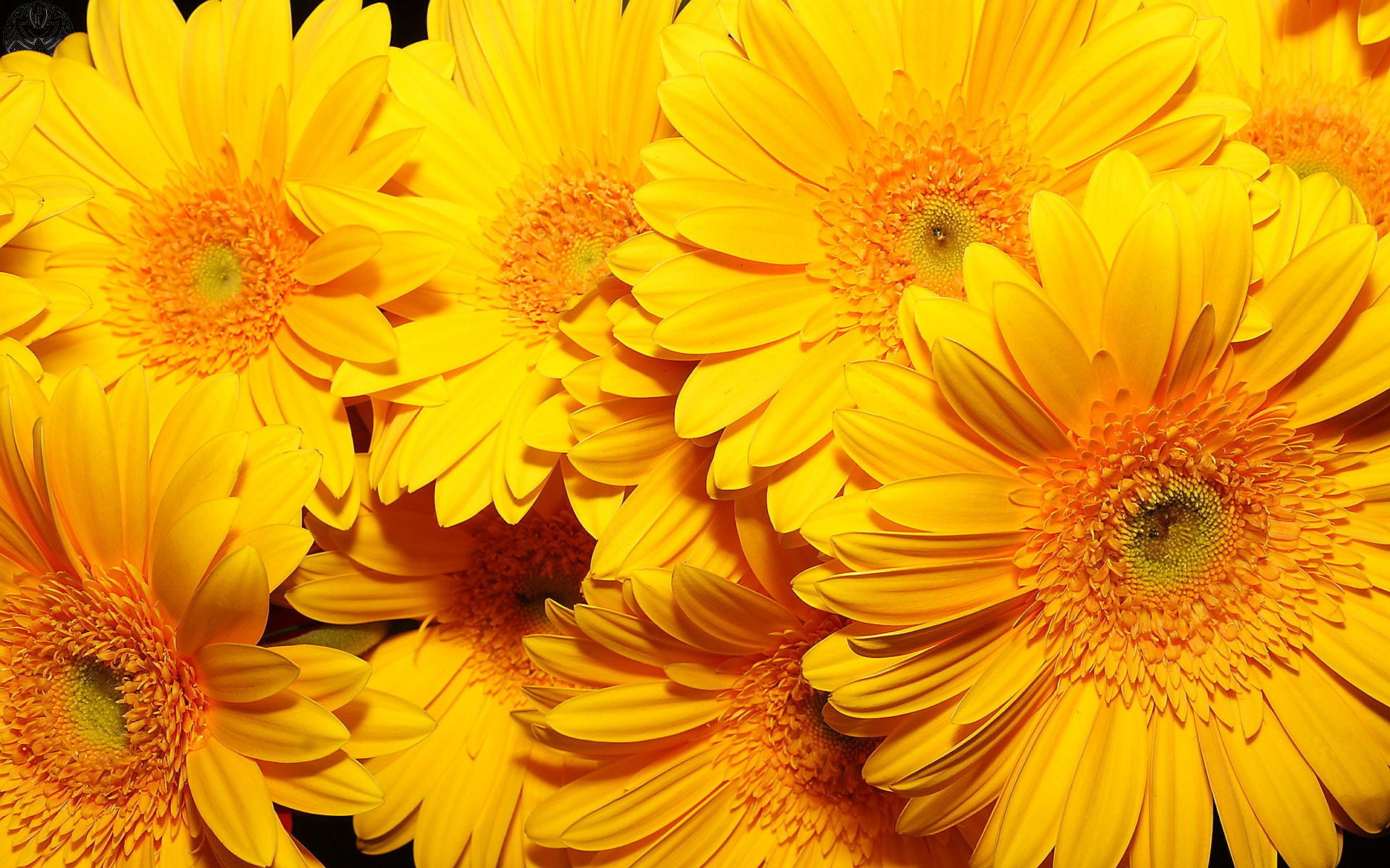 Bestofpicture Image Pictures Of Yellow Flowers
