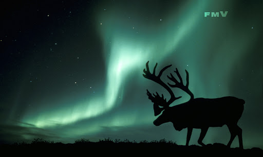 Northern Lights Photographed On Tundra In Alaska Usa Late