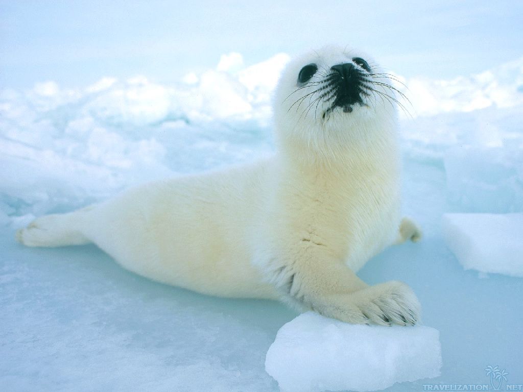 White Seal Animals Wallpaper Pixel Popular HD